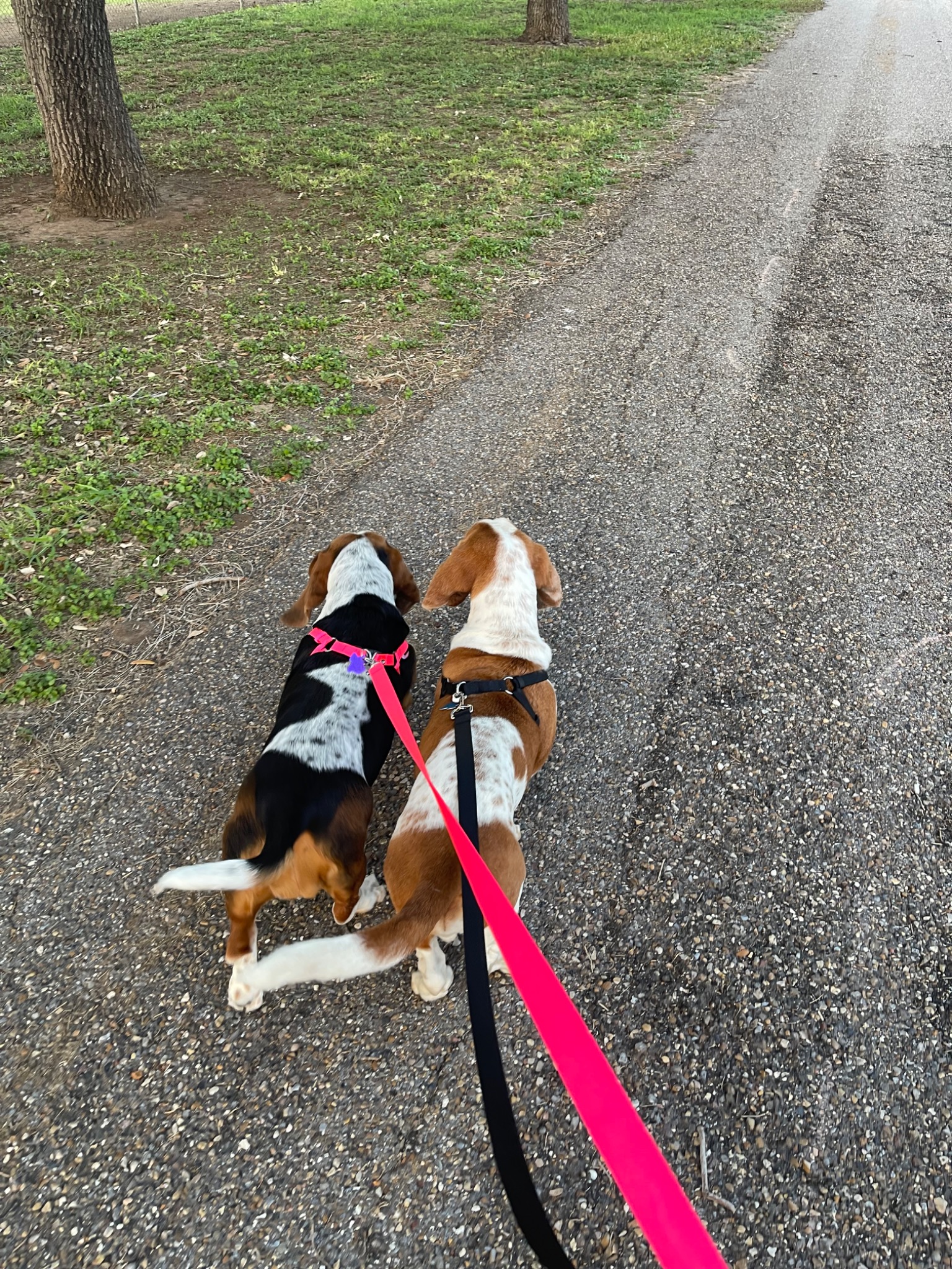 Luna and Larry out on a walk